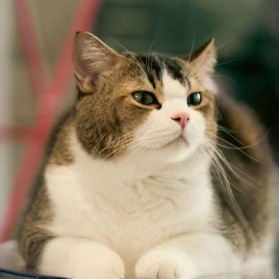认真开猫店的老王