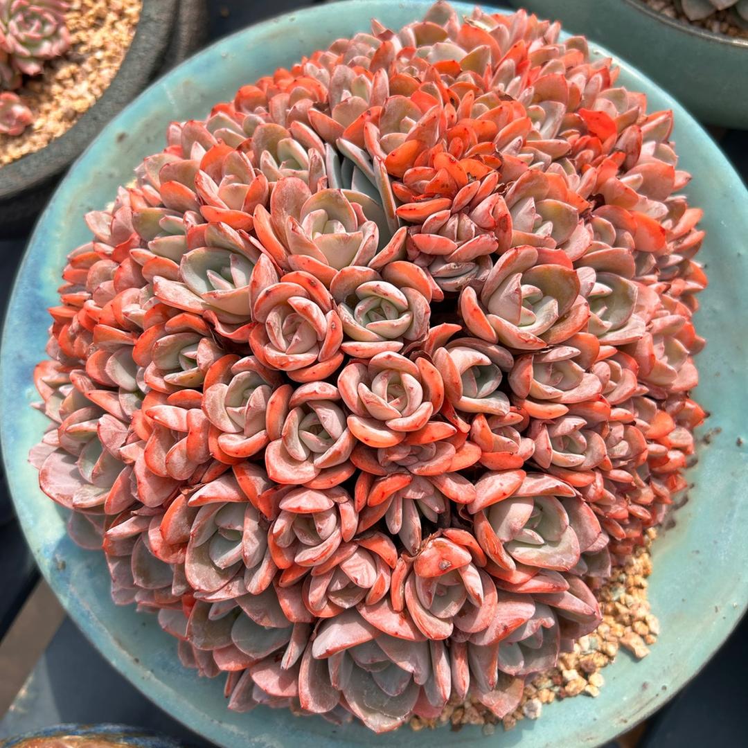 小草肉