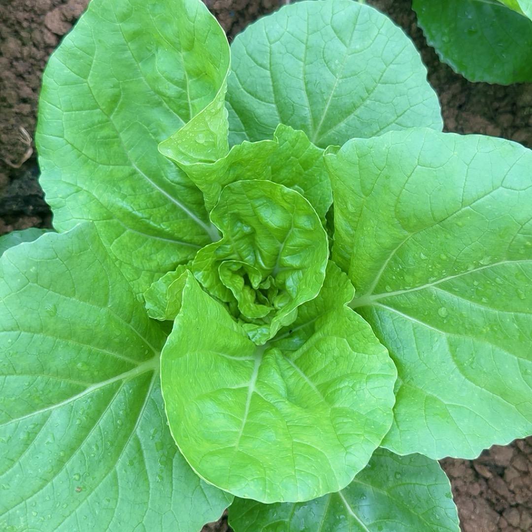 卖肥料的小李