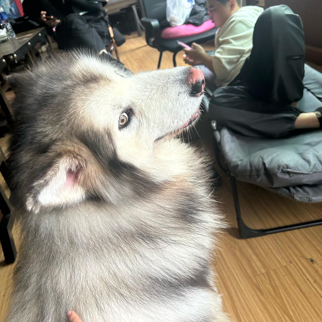 吃货总比痴货好