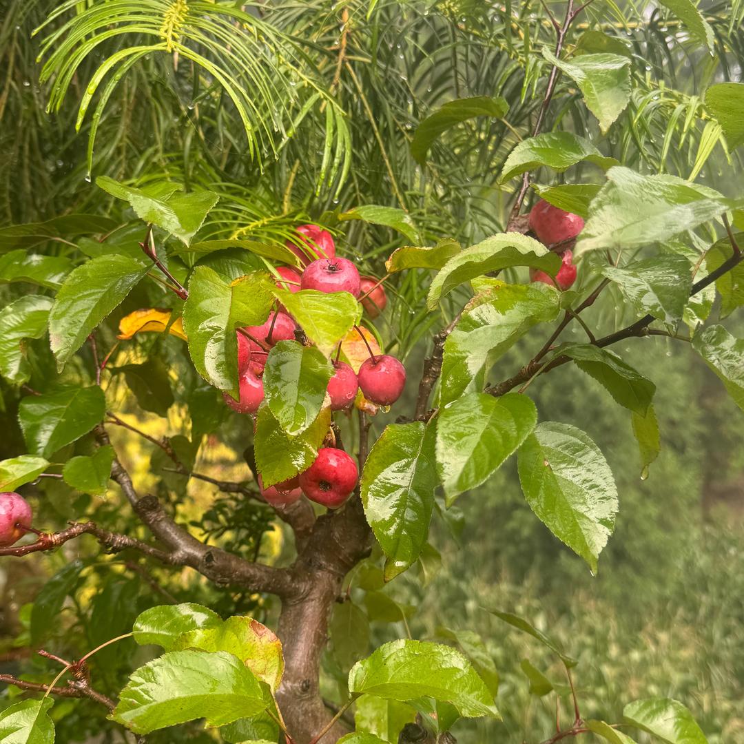 疯子的世界只有傻子懂