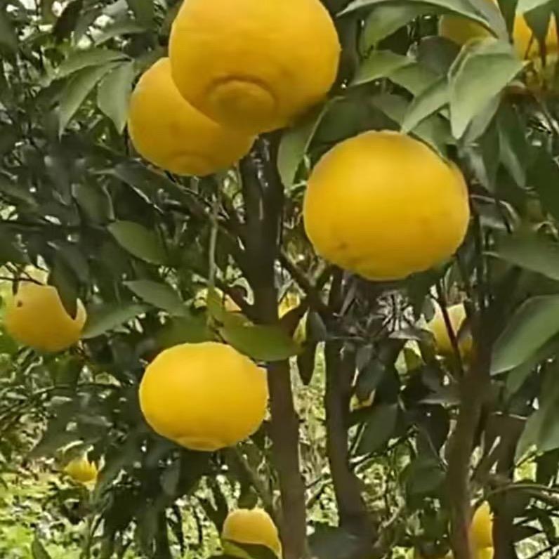 黄柚子