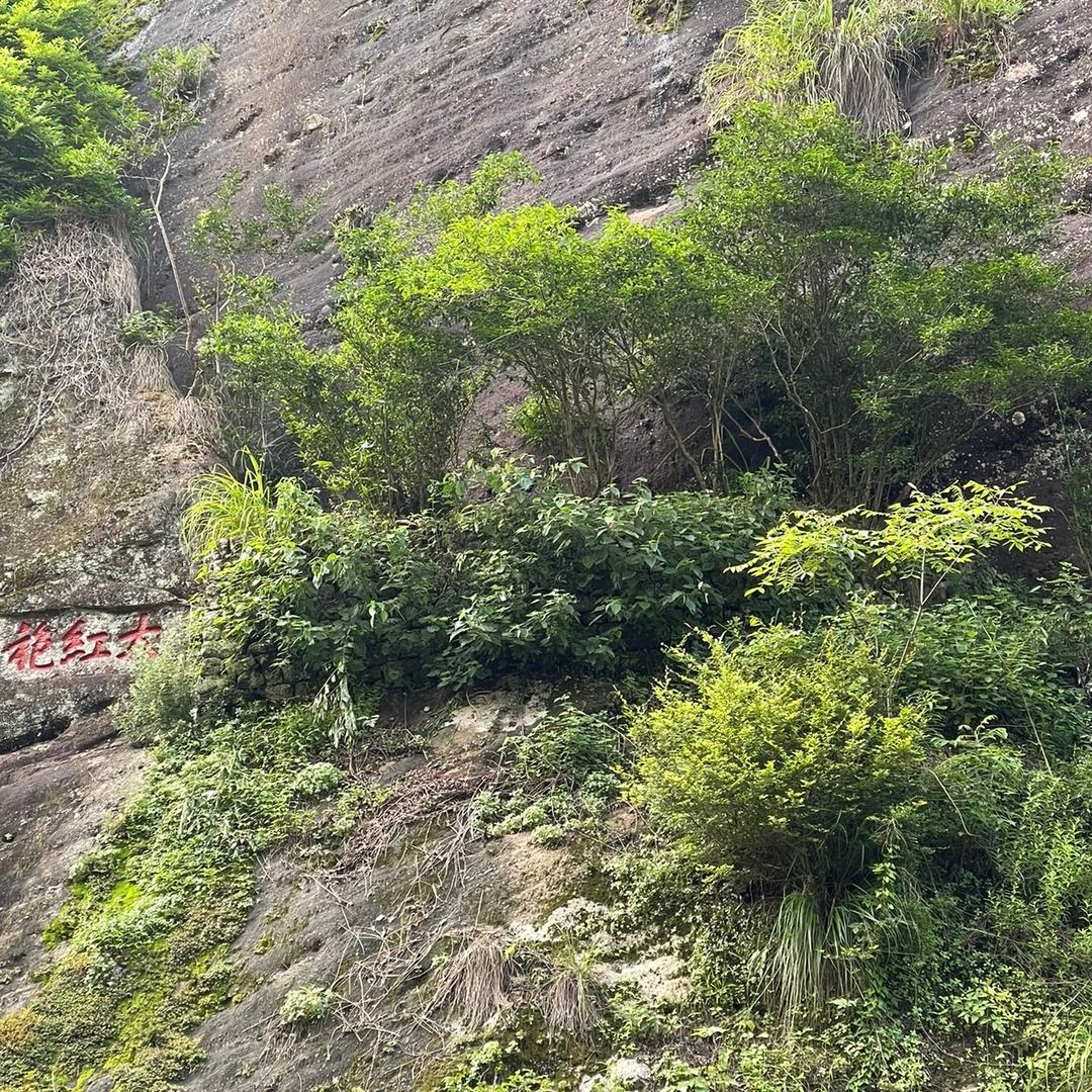 茶王子