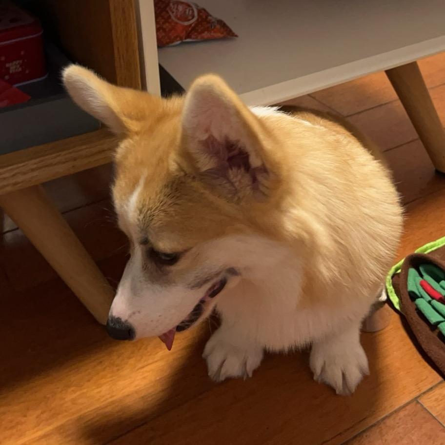 黑眉小柯基毛豆