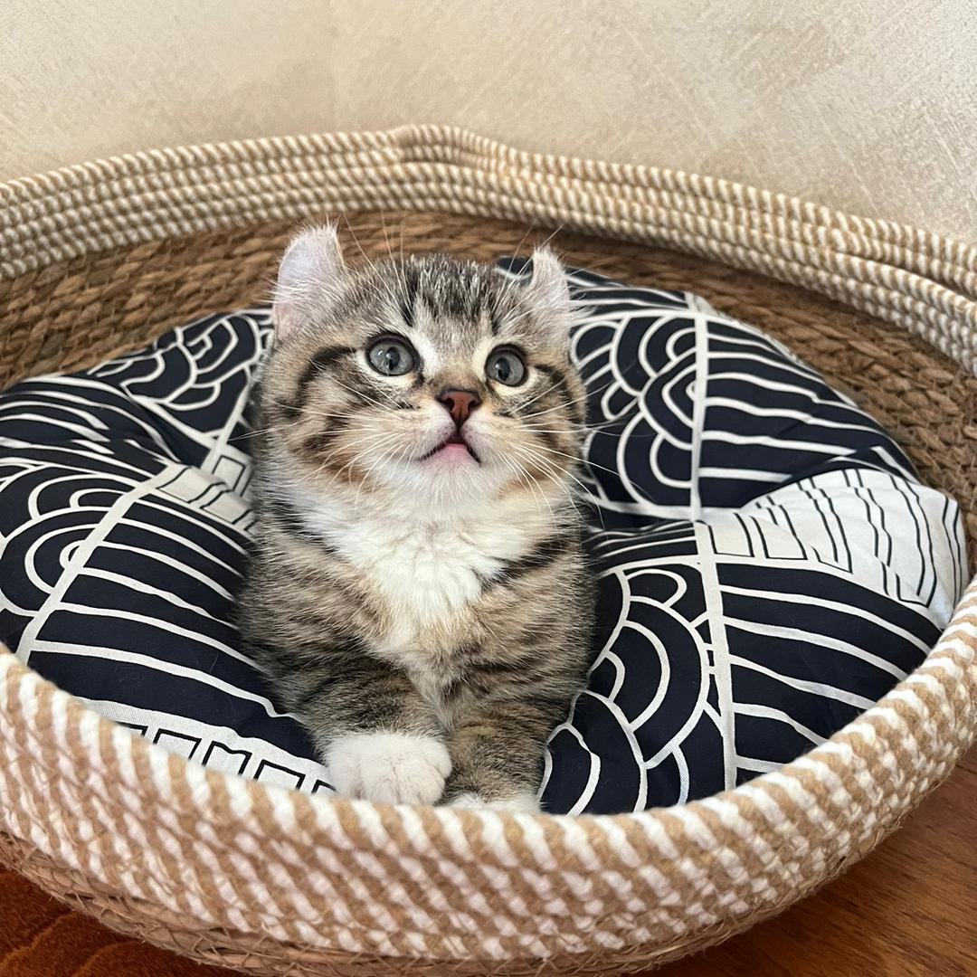 圆麒麟是卷耳猫