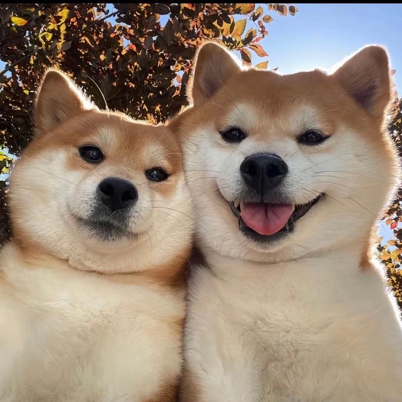 🍎  🍎  🍎