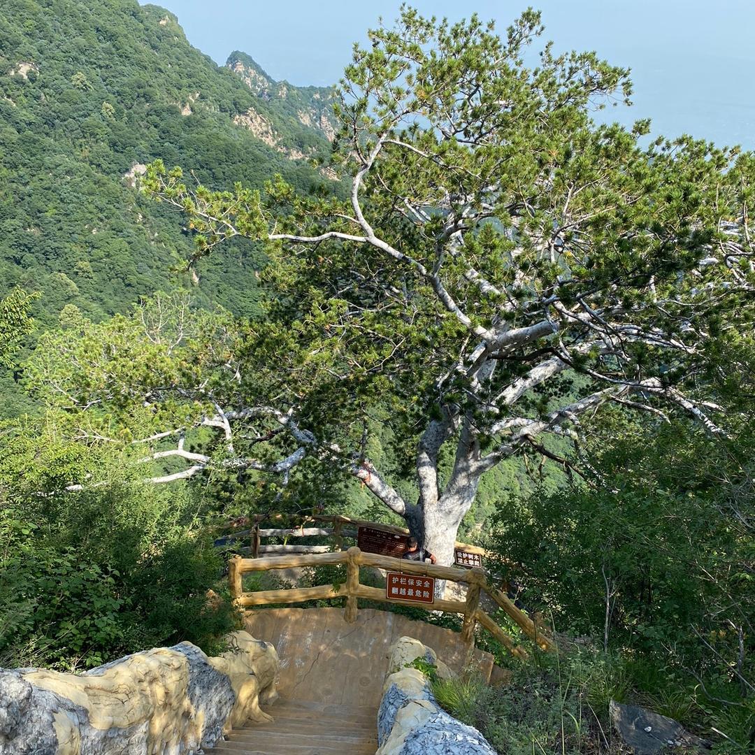 大展洪图