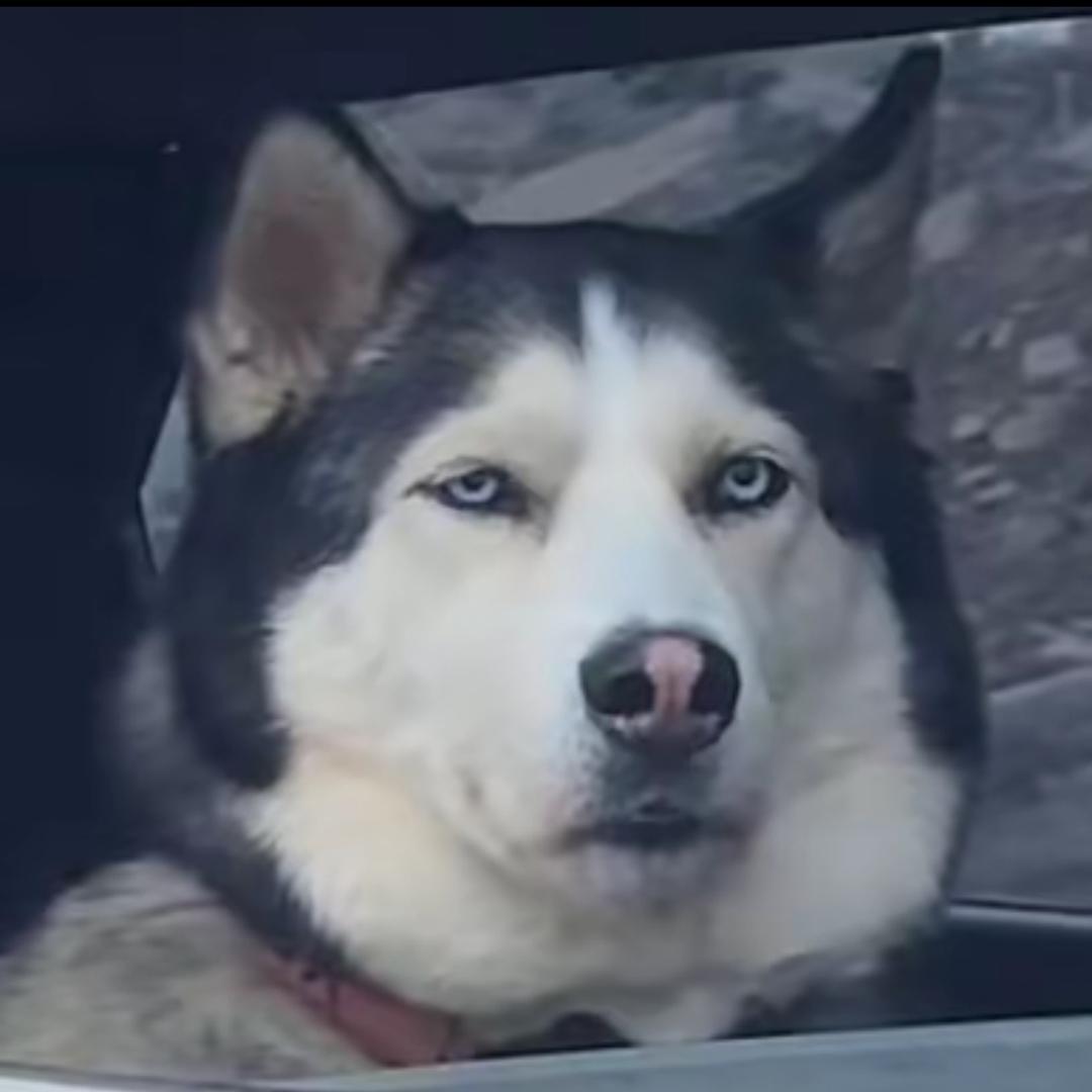 辣白菜🚶🏻‍♂️