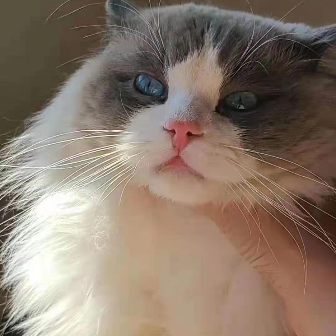 以白头