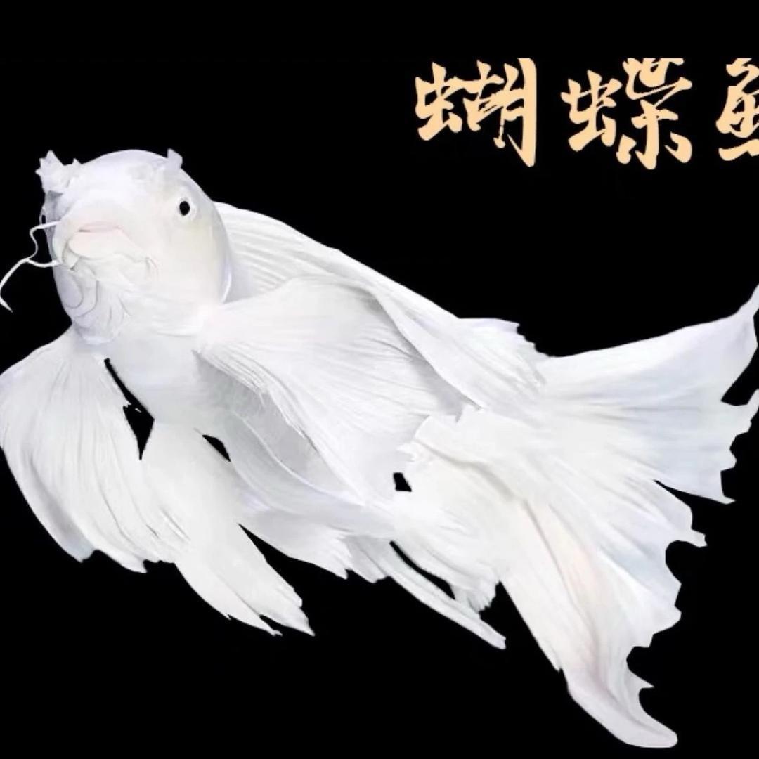 云启蝴蝶鲤