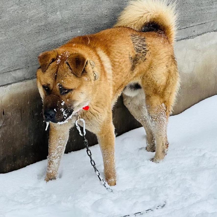平遥太行犬大笨狗繁育基地