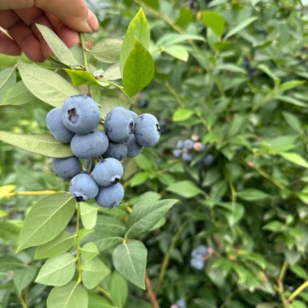 攸攸蓝莓布鲁农场