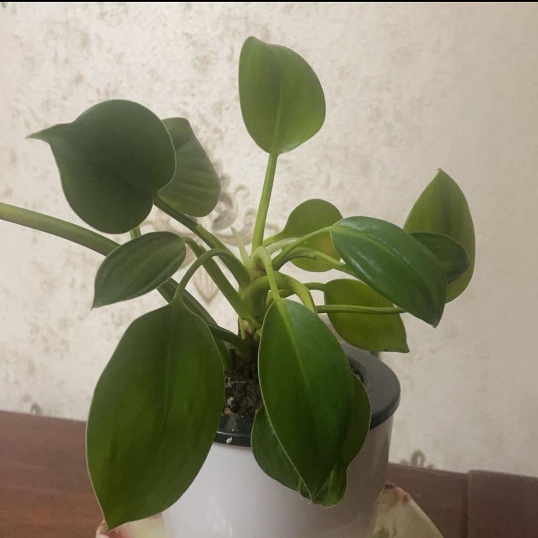 缘分