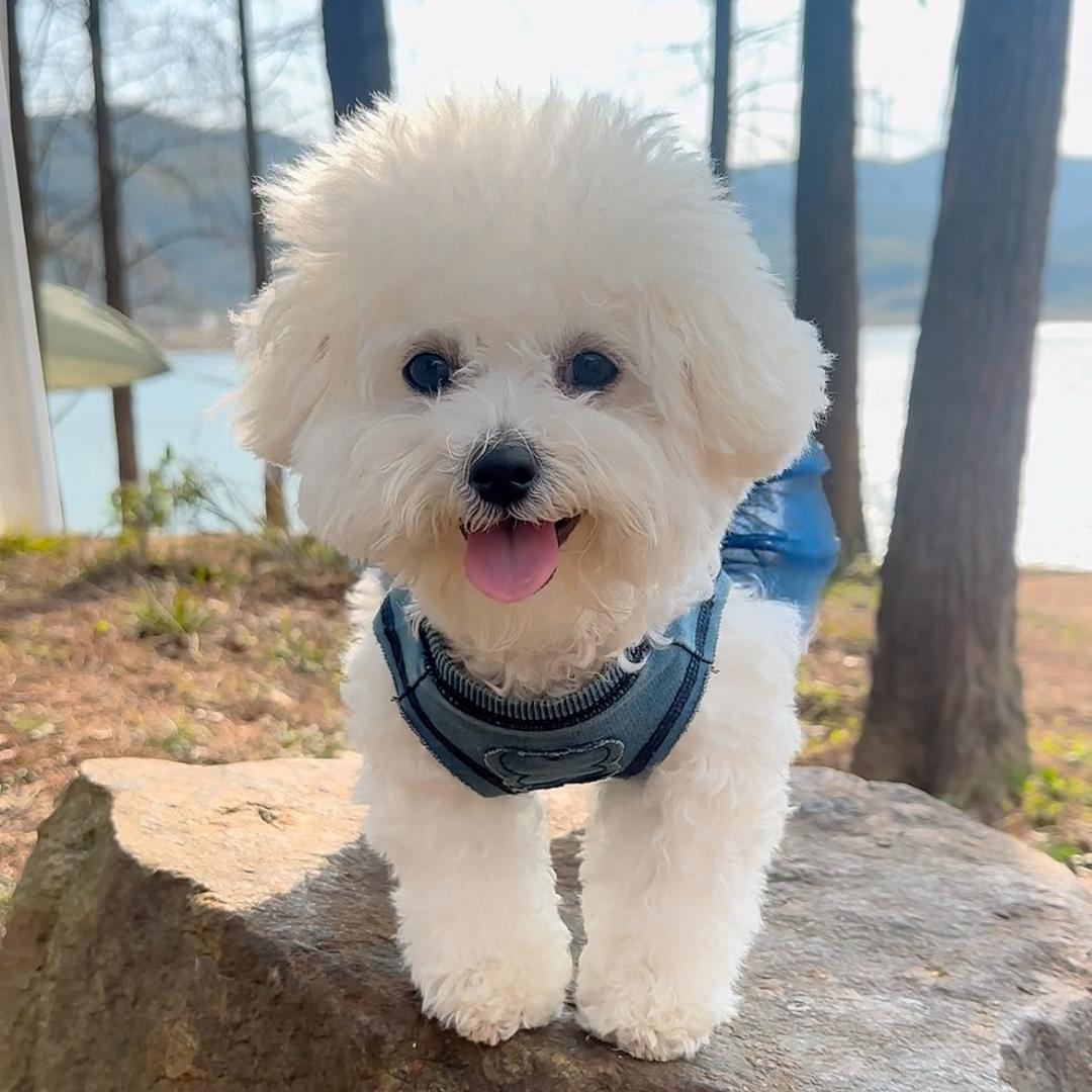 比熊妹妹叫小七