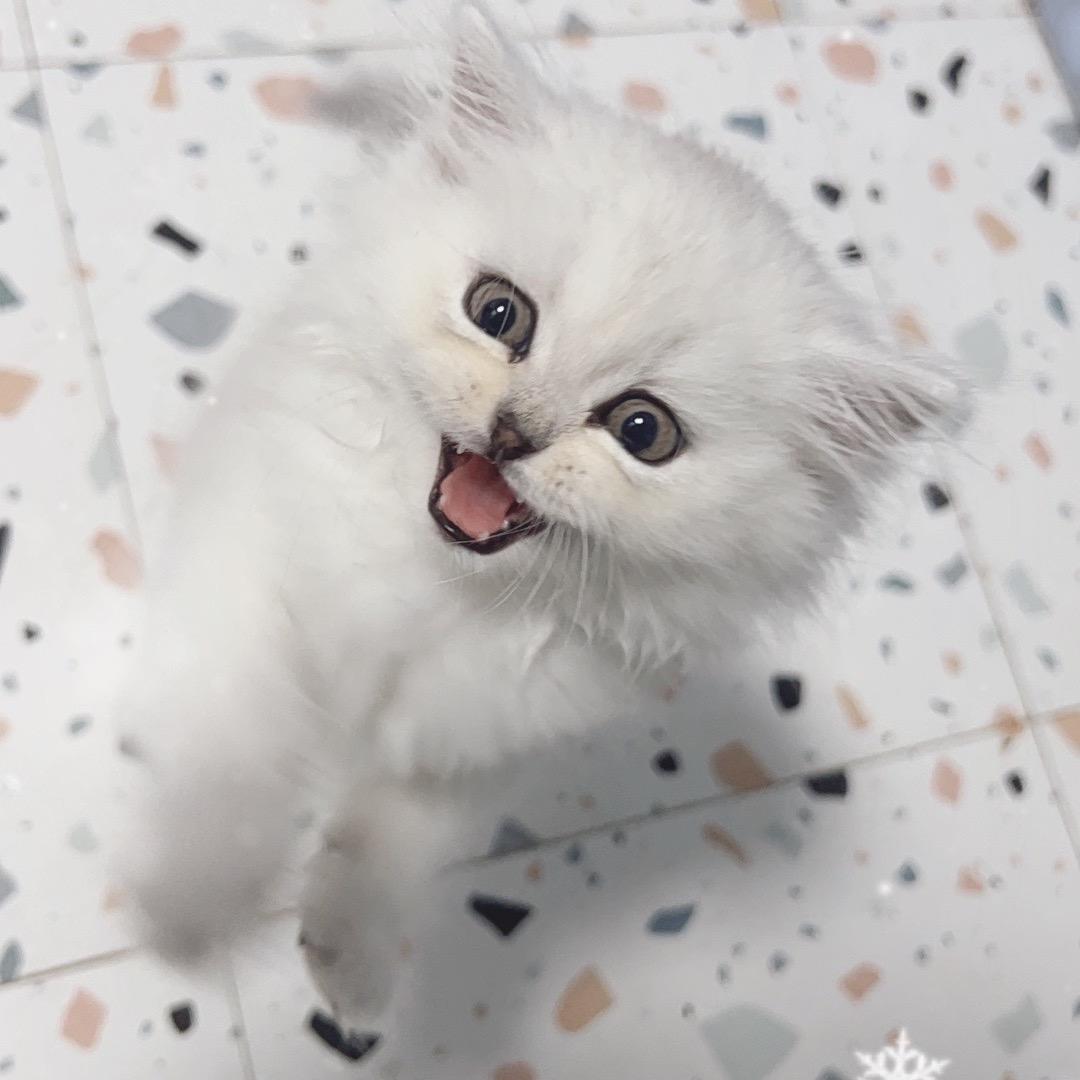 猫宁宠物生活坊