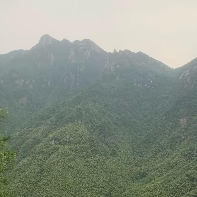理想生鲜