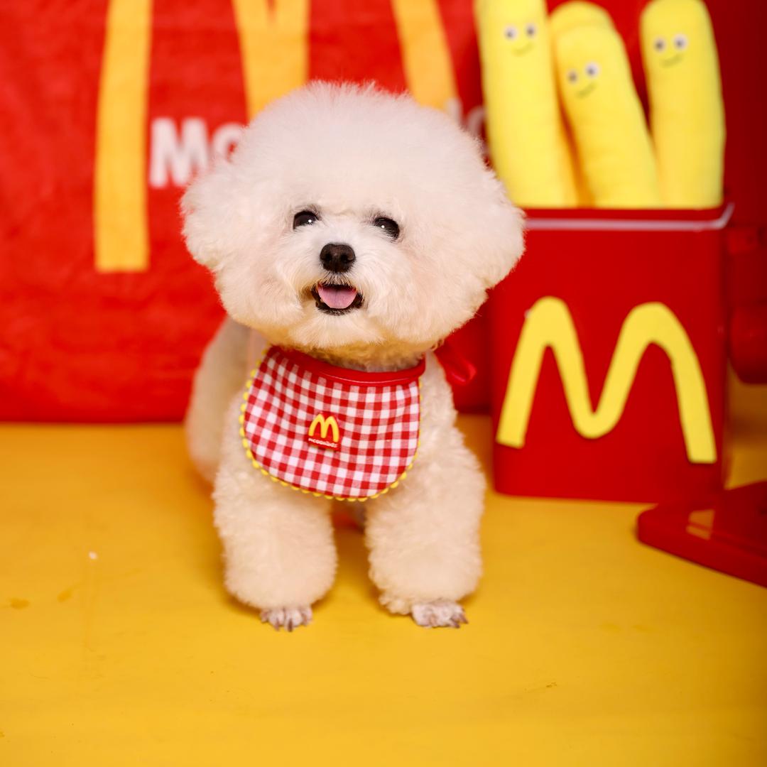 宝宝是只泰迪熊（粘人版）