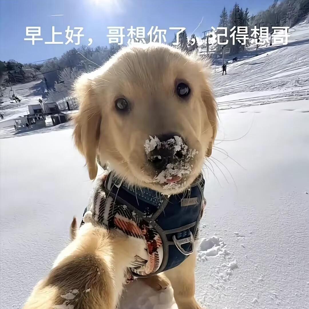 金毛