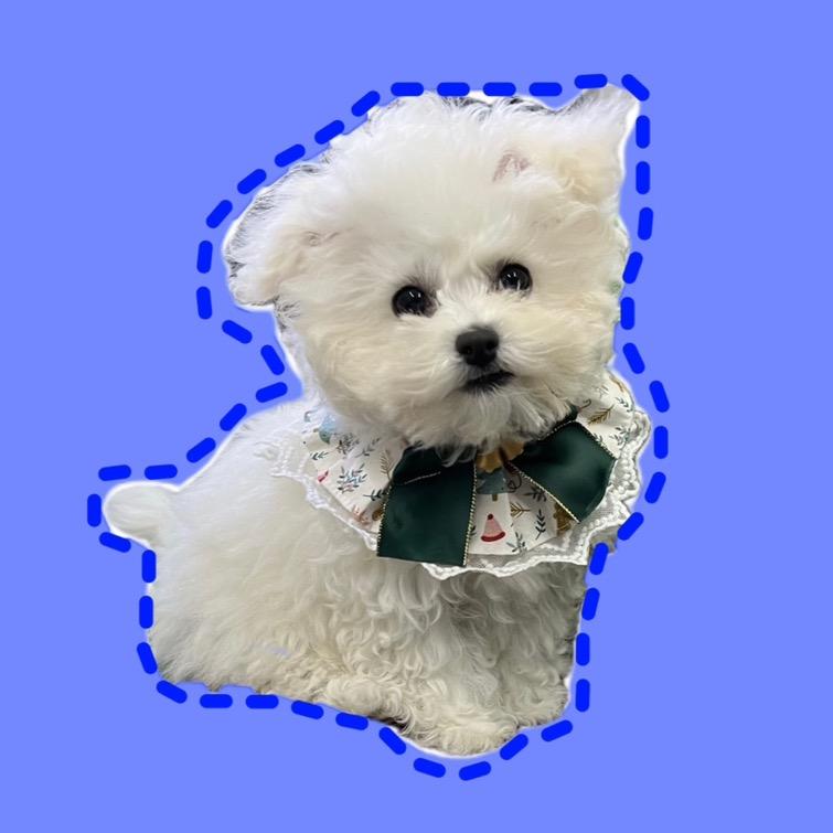 小B熊兜兜er