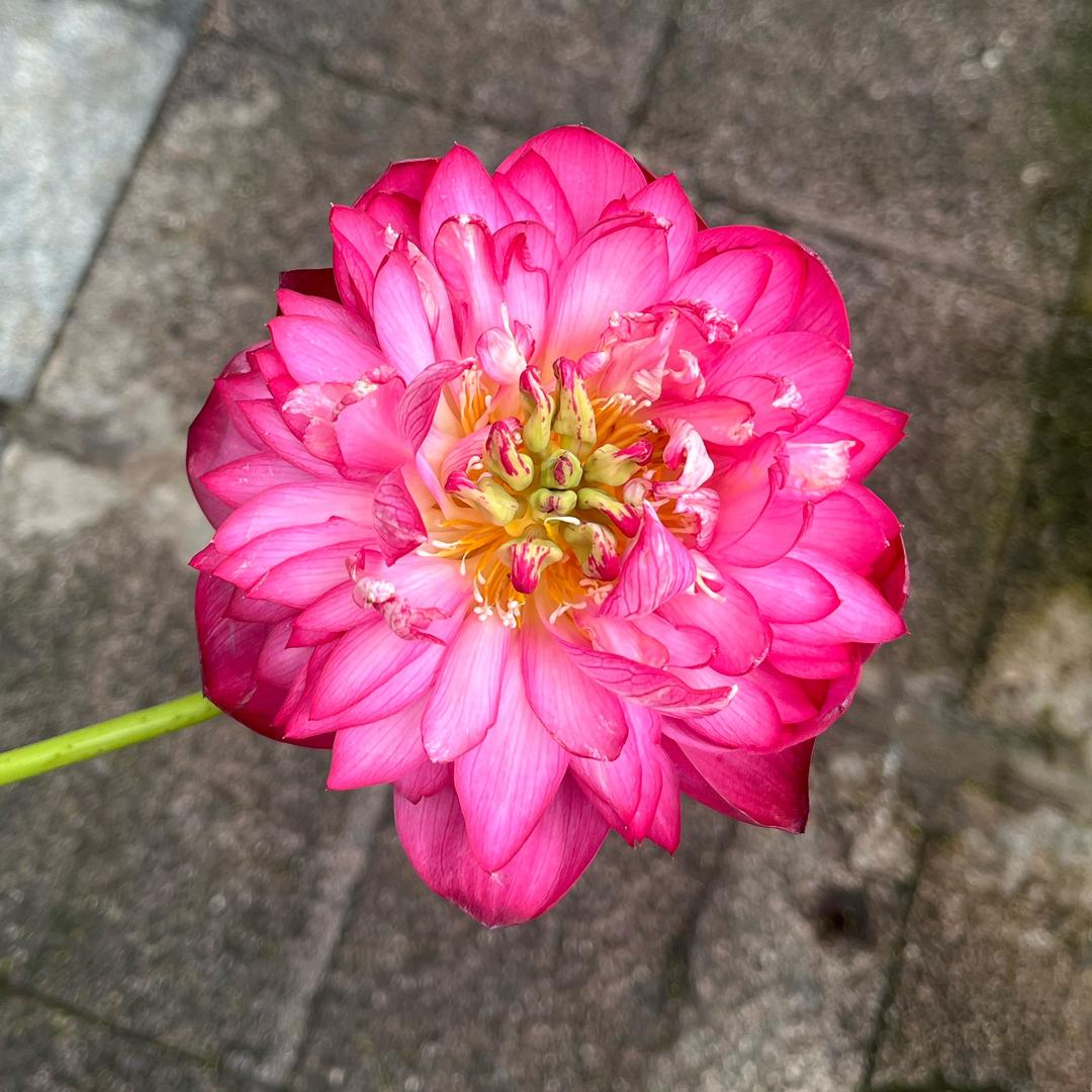 一只平凡的小猪