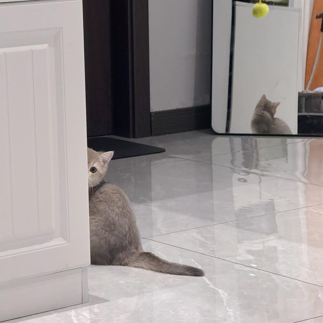 球球是只小萌猫（冲1粉万）