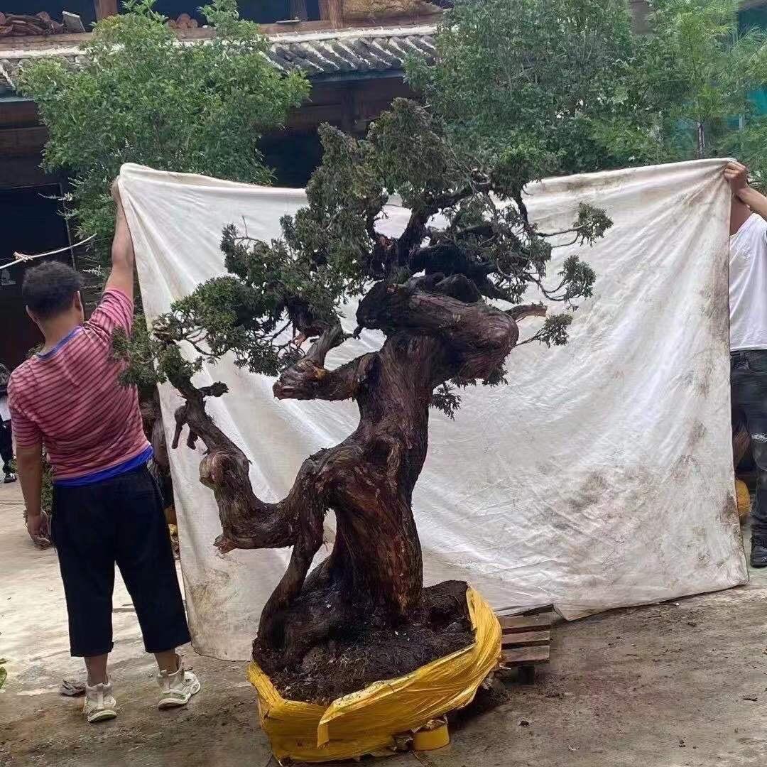 爱选盆景素材直播间