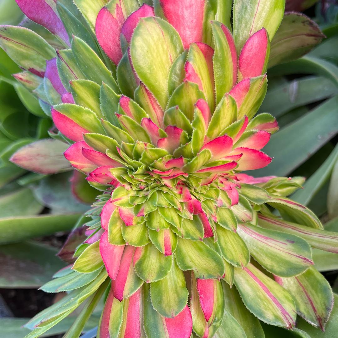 菜肴