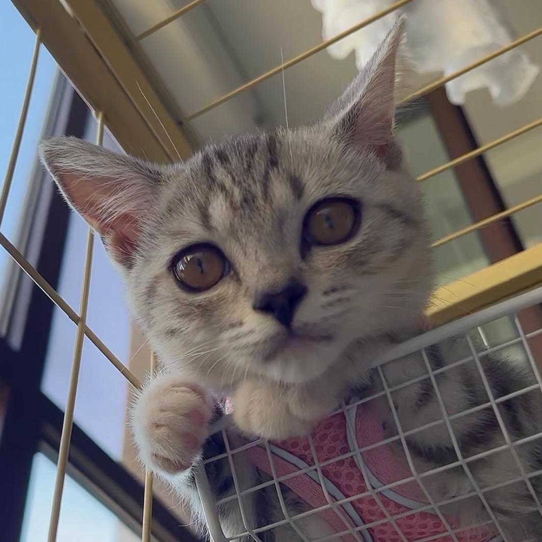 一角是只猫
