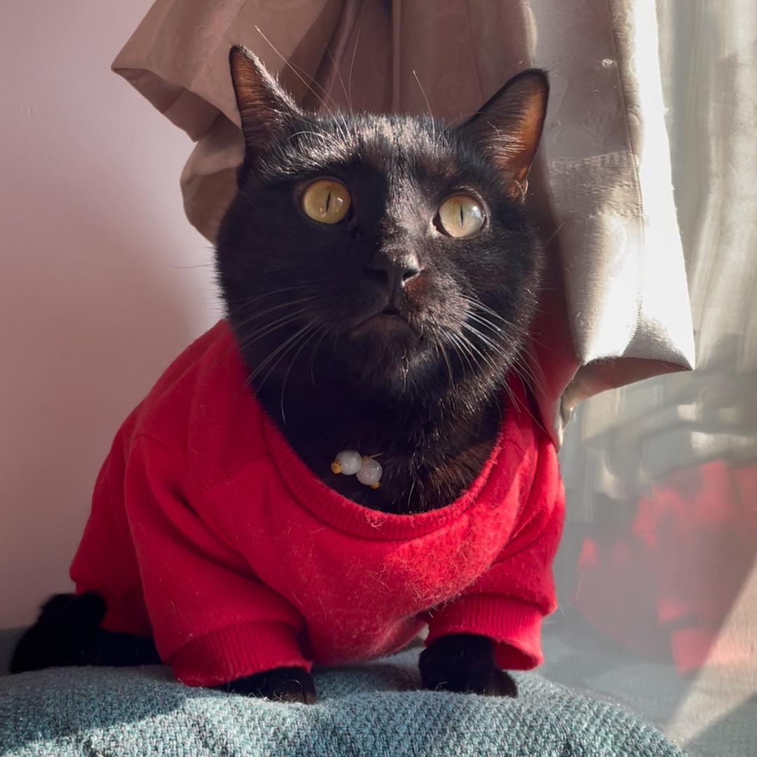 长腿玄猫 阿福