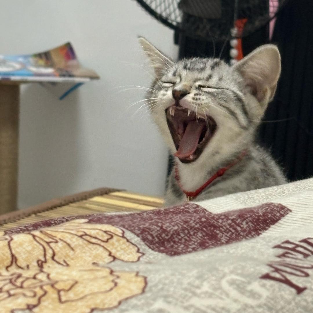爱老🐯油