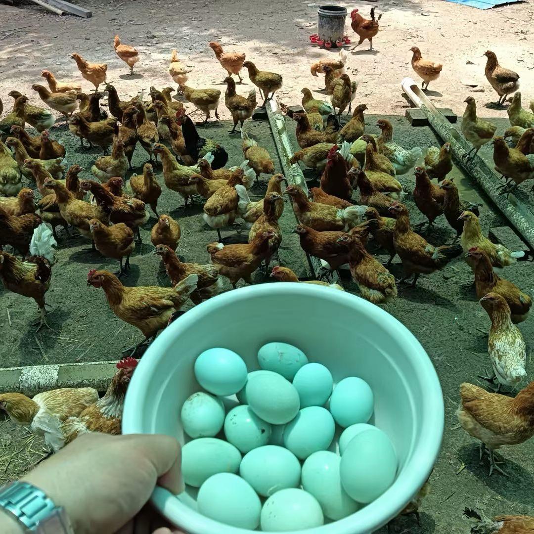 双宇胜缘土鸡蛋