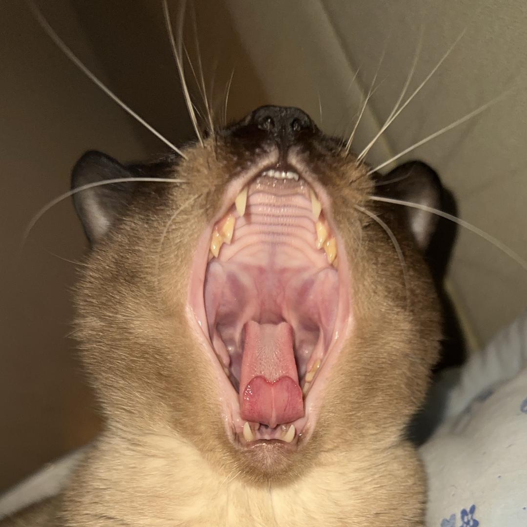 林默默