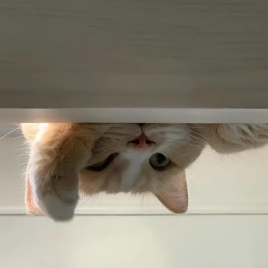 枫