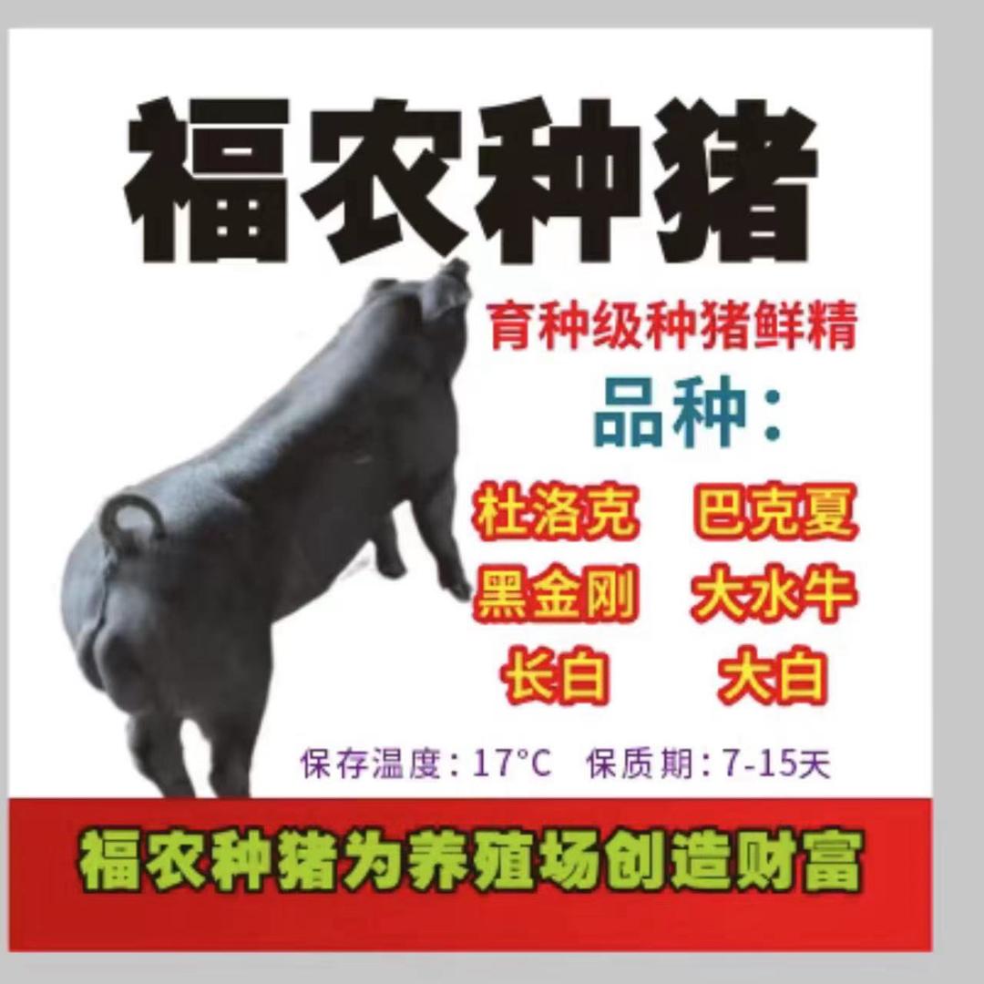 福农种猪