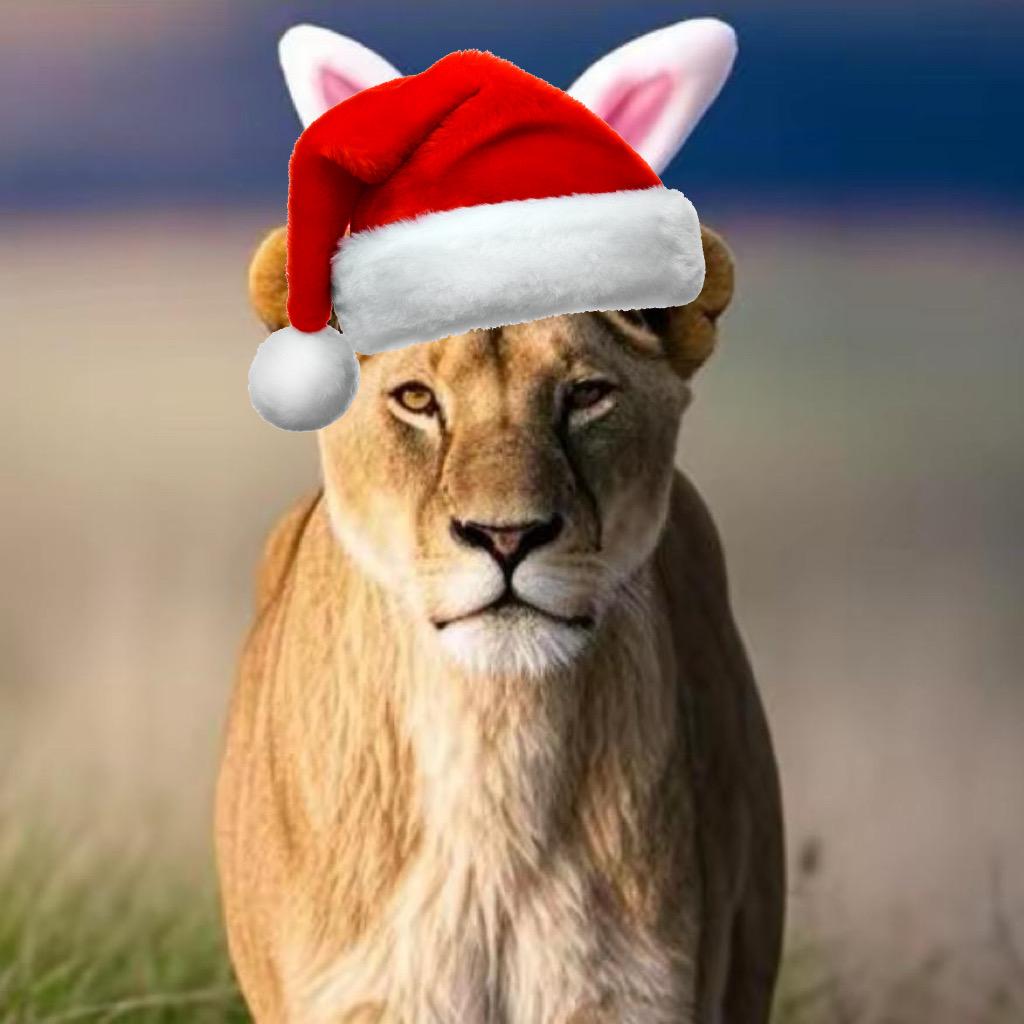 无敌战神兔子［兔耳屎］