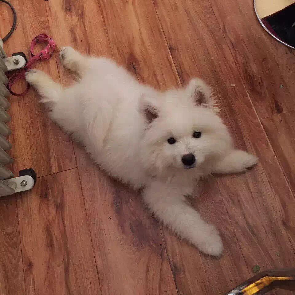 汪汪汪！