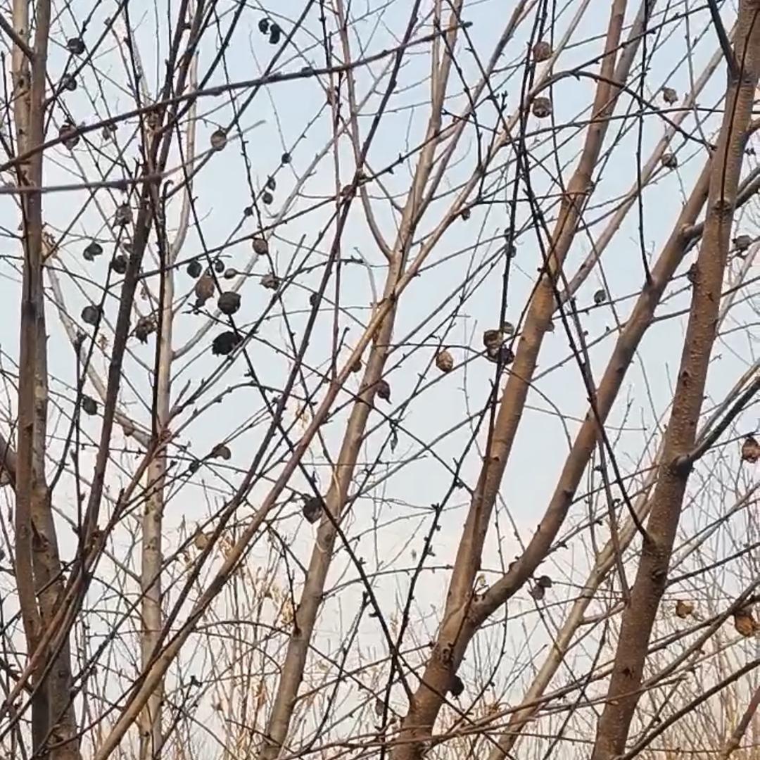 沂蒙山正月立春采摘桃枭