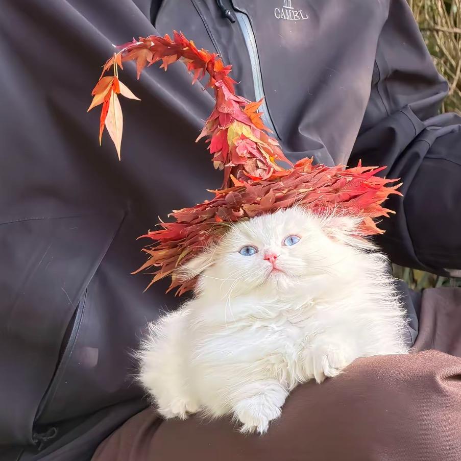 狸小小（百货）