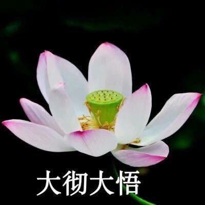汤嬢嬢丶