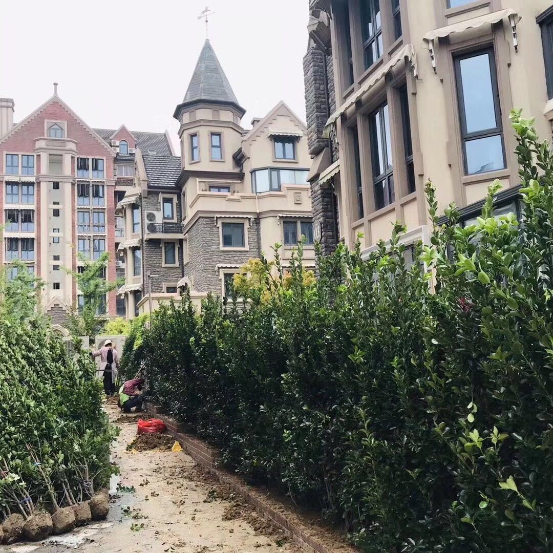 浙江.杭州.萧山.宁围专业种植大叶黄杨柱