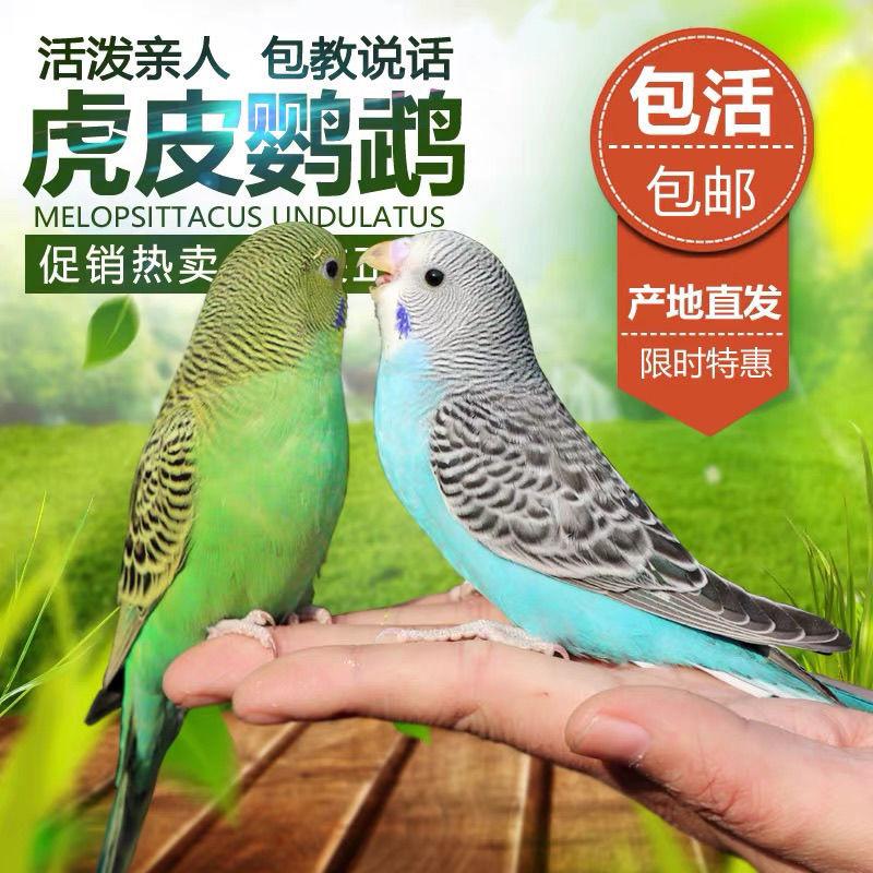 清杉鹦鹉