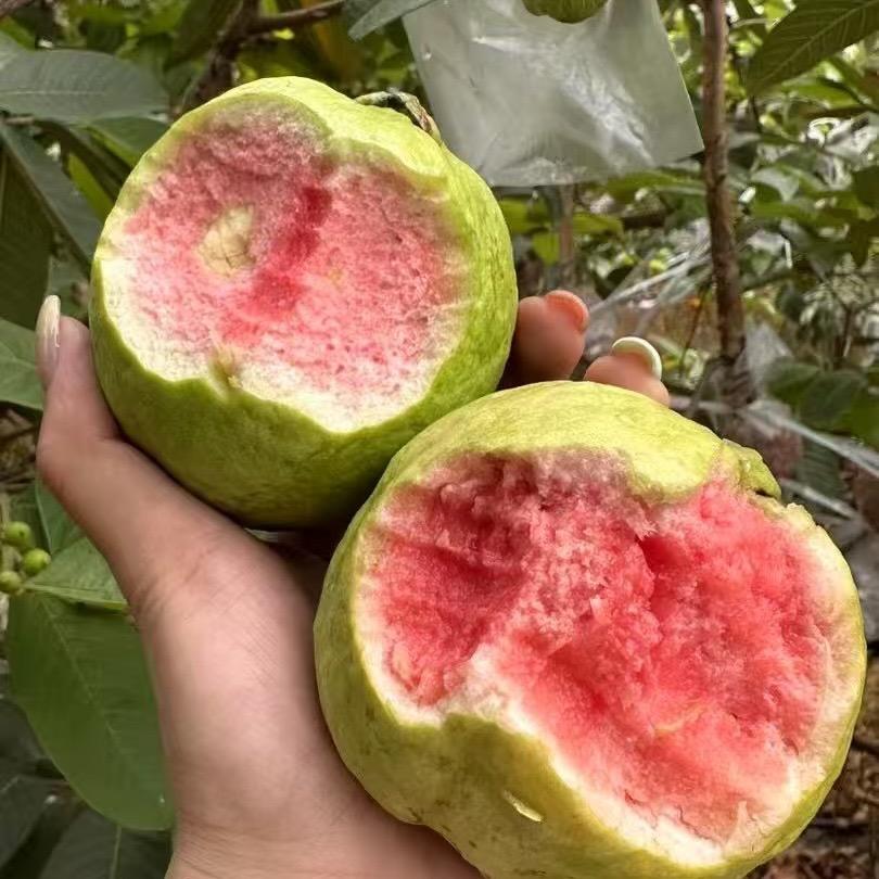 专业收购芭乐（番石榴）