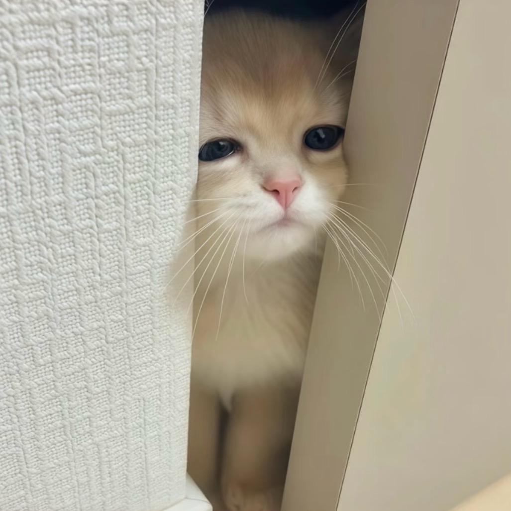 圆圈🧸