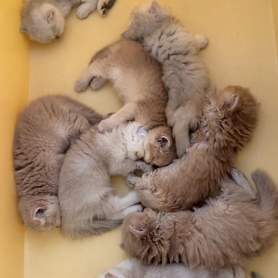 喵更新🐱
