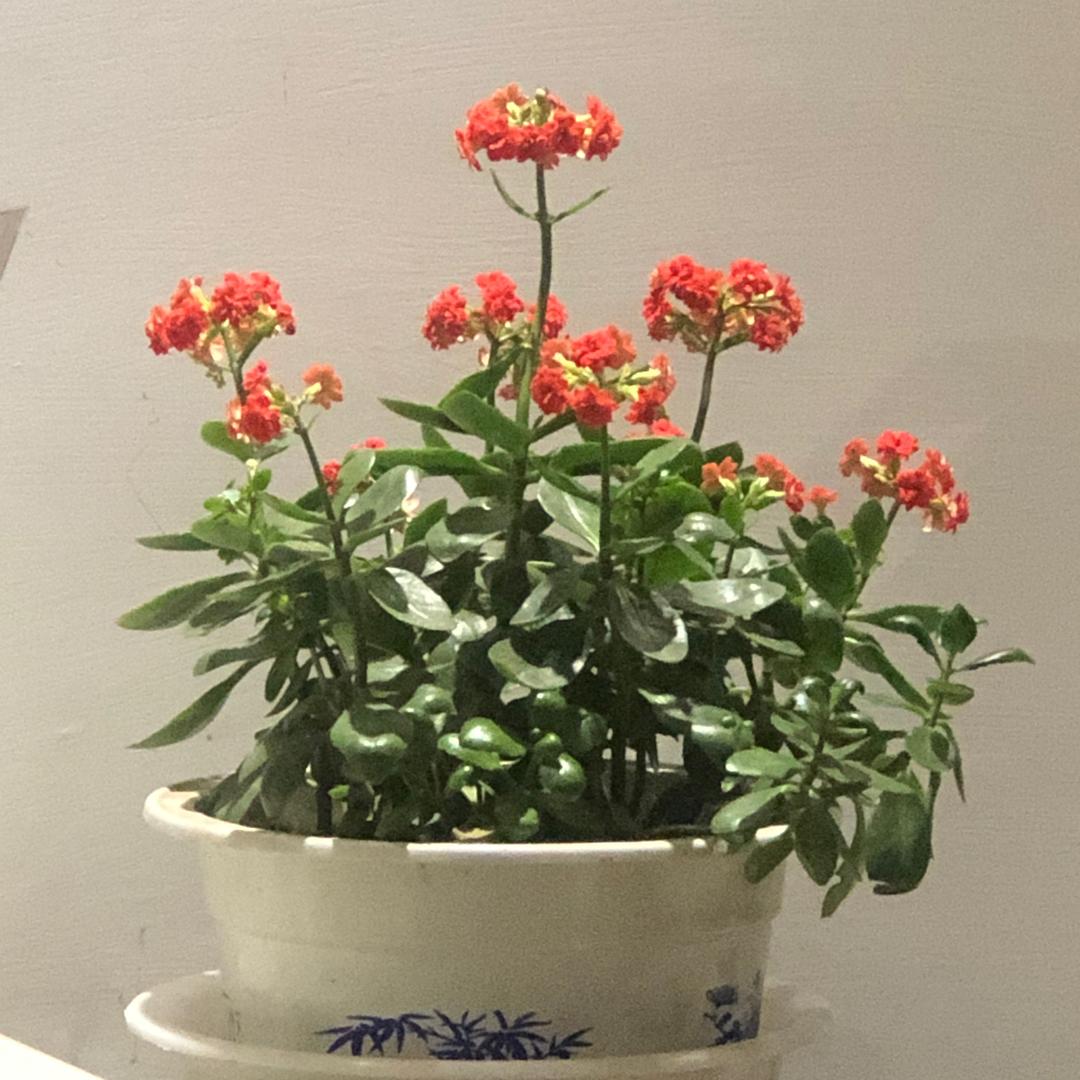 小小红