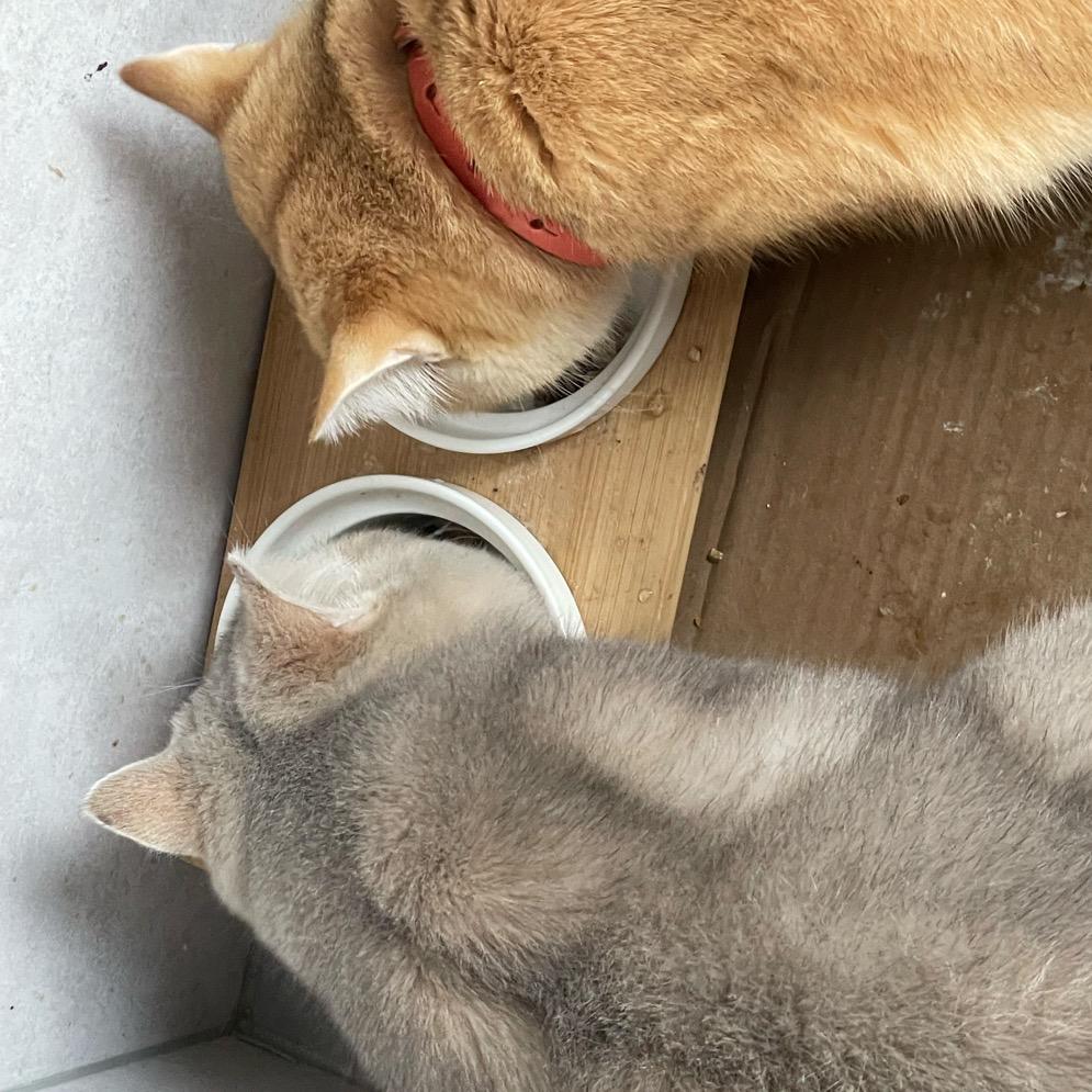 豆大胖