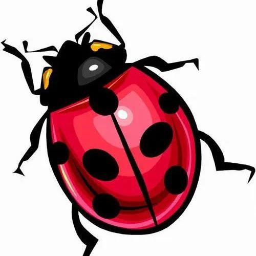 甲壳虫聊车🐞
