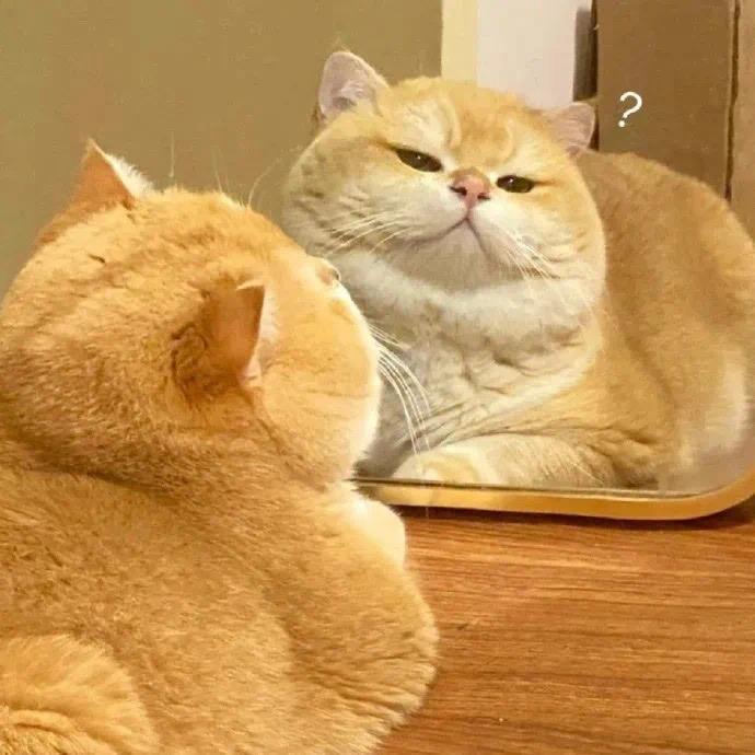 狐狸君