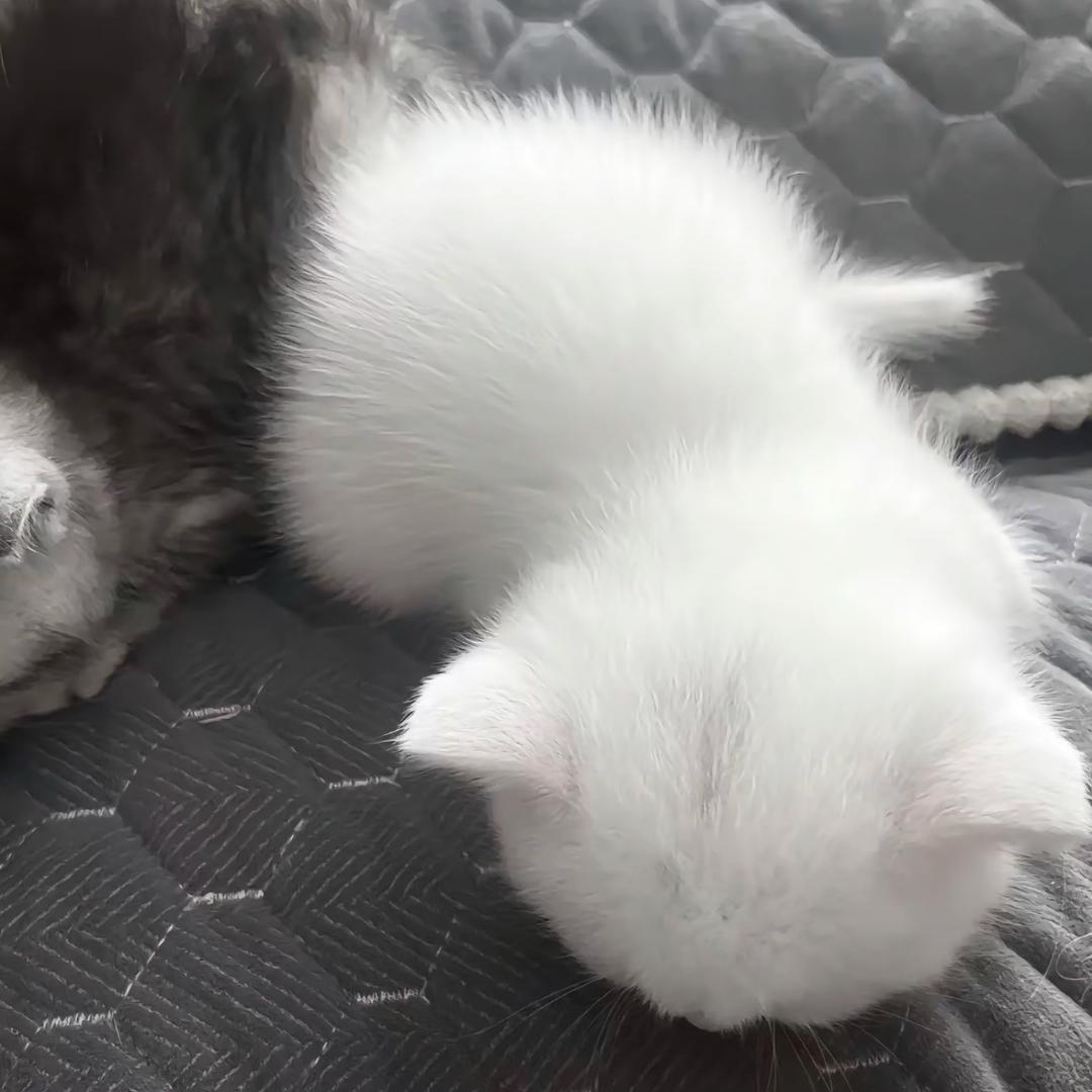 死亦何苦