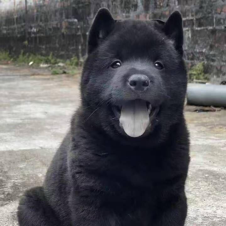 五黑犬来了
